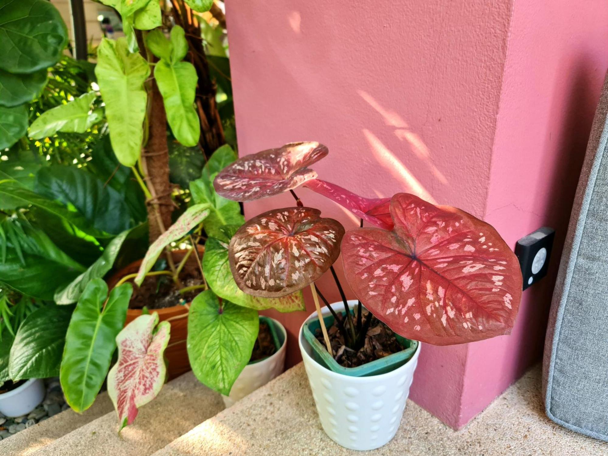 Bed And Terrace Guesthouse Chiang Mai Phòng bức ảnh